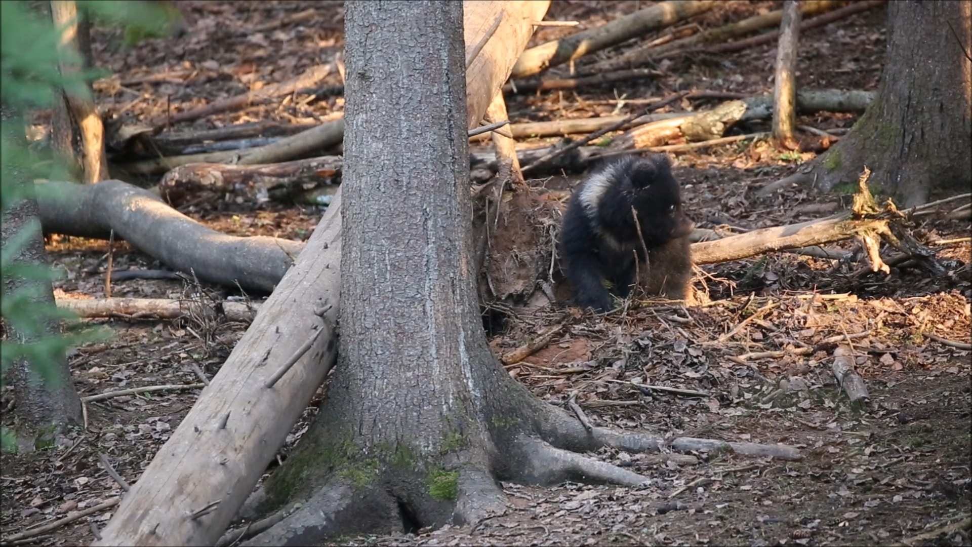 Маленькая медведица Пужа впала в спячку в Тверской области