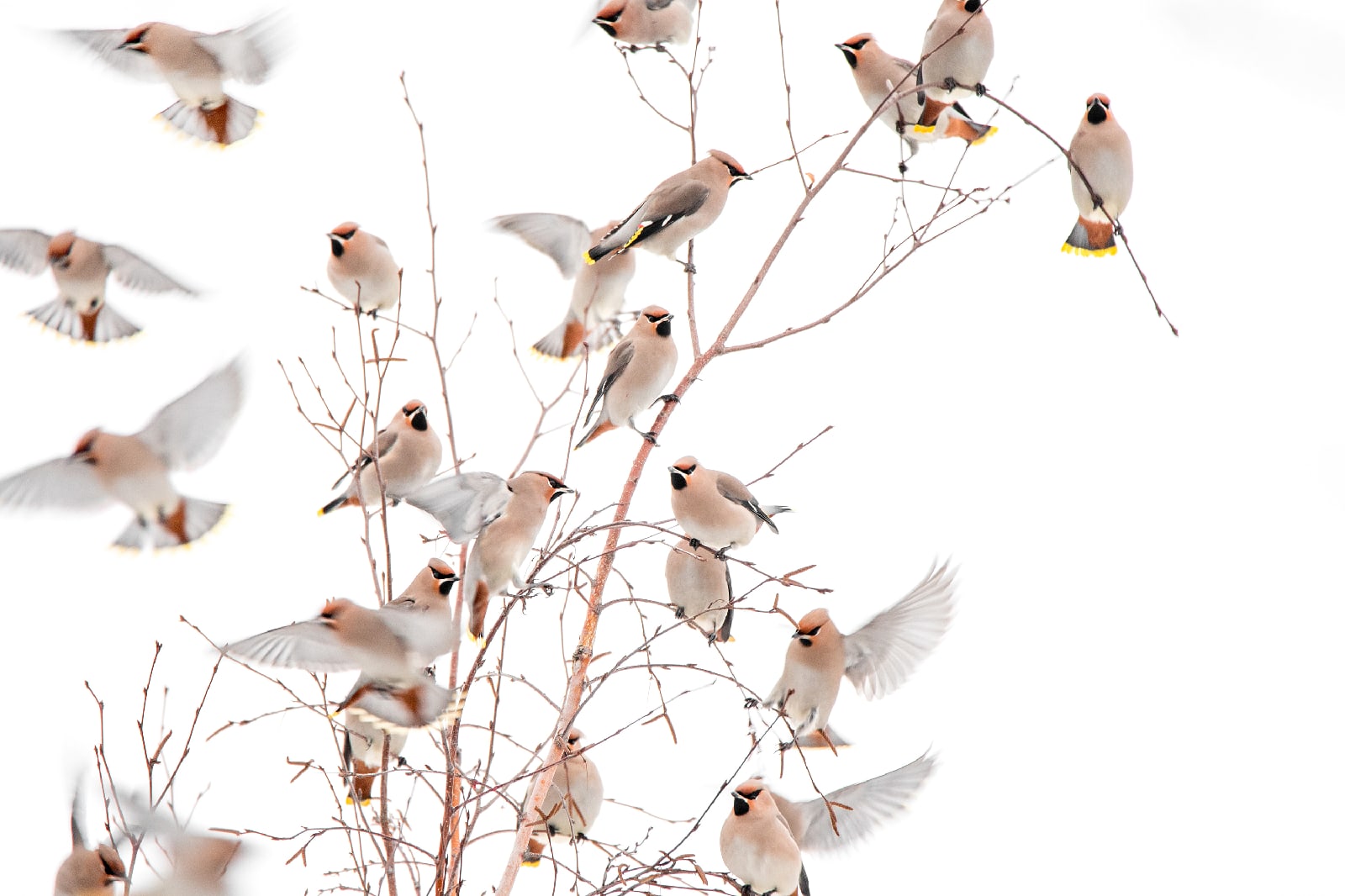 В Твери была замечена стая свиристелей