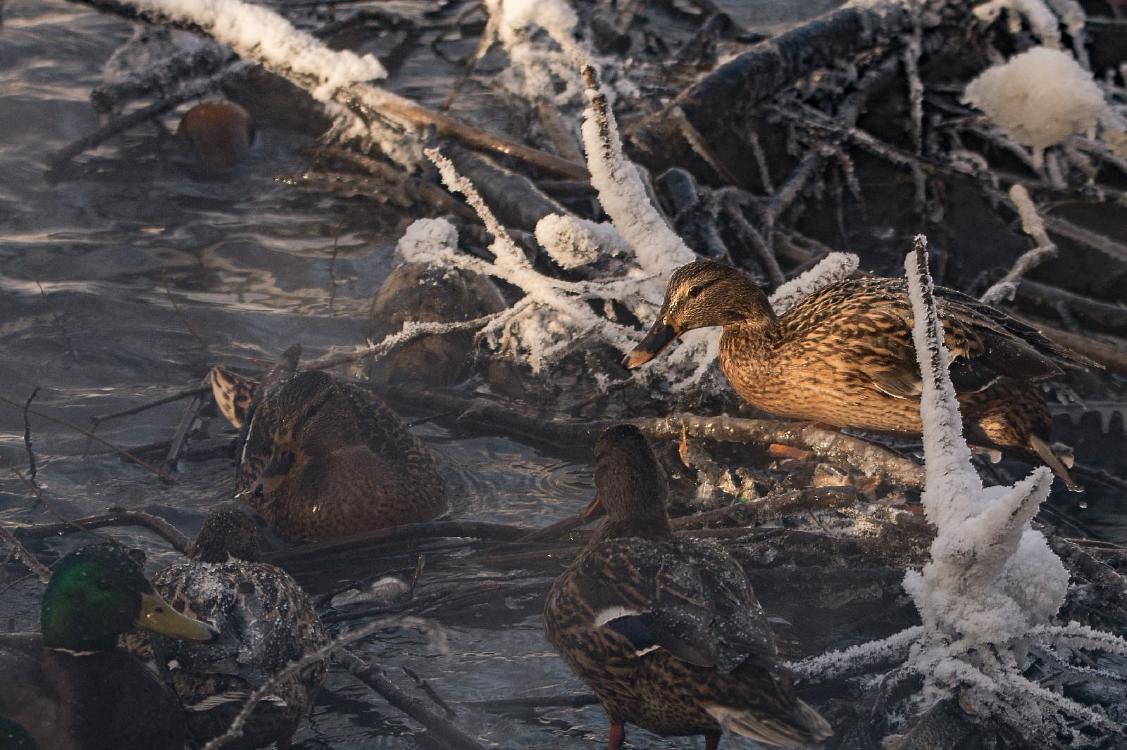В Тверской области за неделю пересчитали уточек