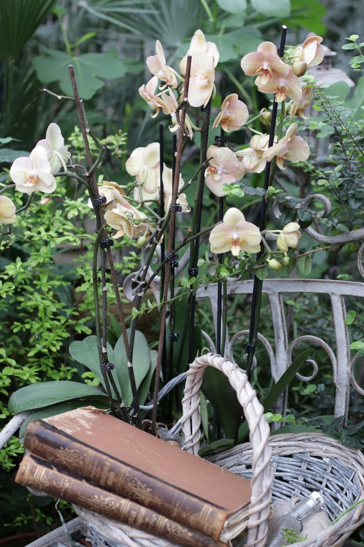 Цветочная феерия: жителей Твери приглашают в тропическое лето