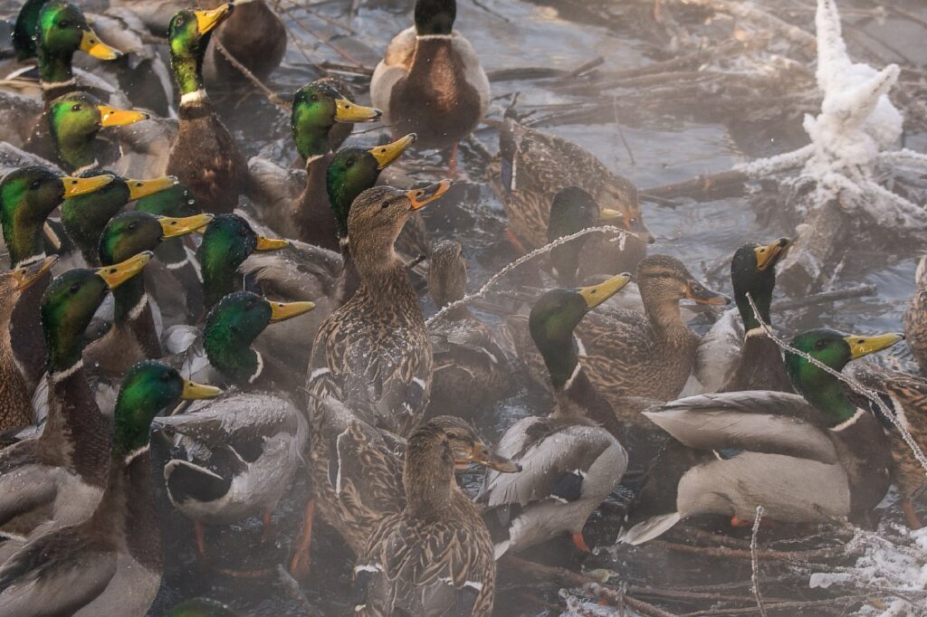 В Тверской области за неделю пересчитали уточек В Тверской области за неделю пересчитали уточек