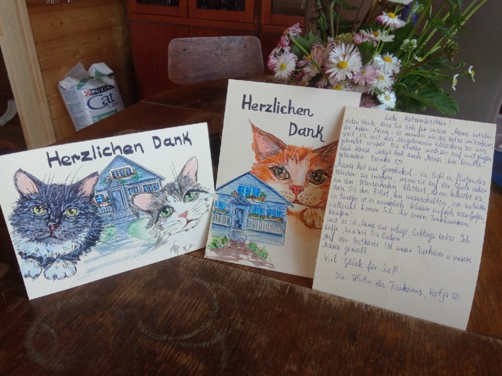 Тверские коты эмигрировали на ПМЖ в Европу Тверские коты эмигрировали на ПМЖ в Европу