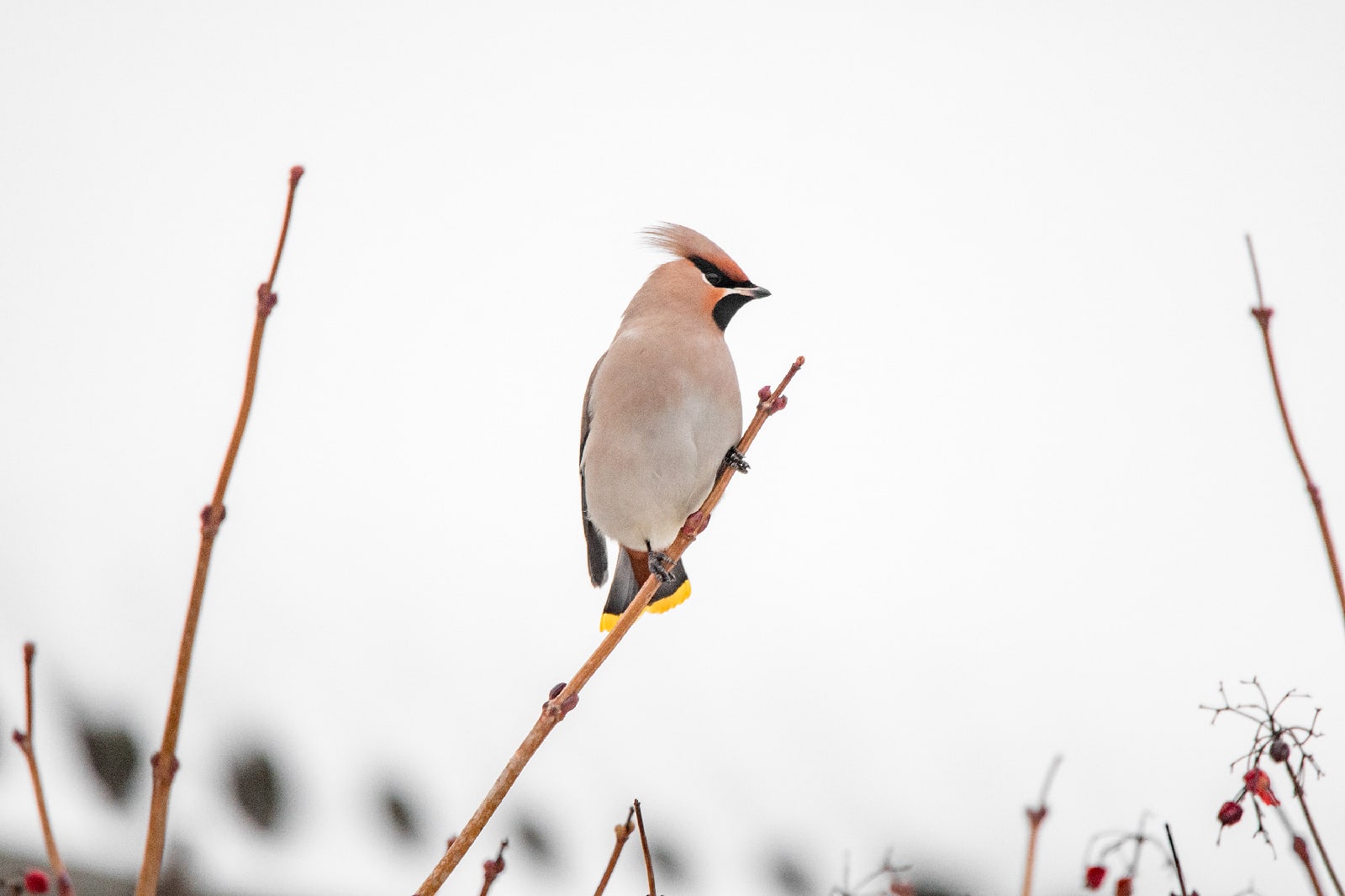 В Твери была замечена стая свиристелей