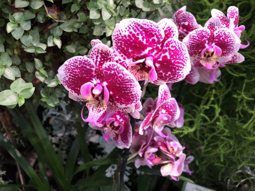 Ботанический сад ТвГУ ждет гостей на выставку редких орхидей Ботанический сад ТвГУ ждет гостей на выставку редких орхидей