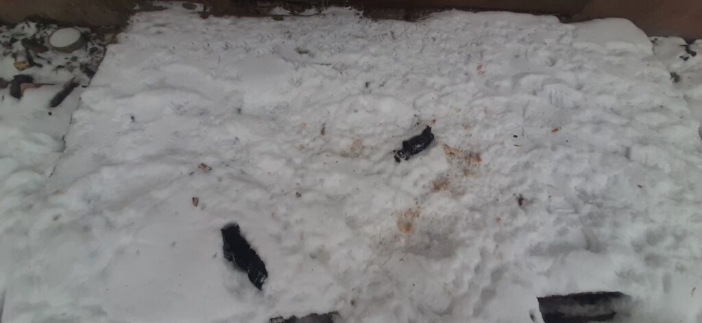 Неизвестные оставили мертвых новорожденных щенков на одной из улиц Твери новости культурной жизни города