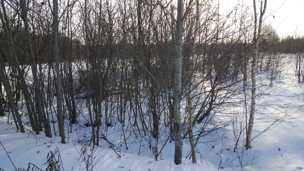 В Калининском районе собственник не устранил зарастание шести гектаров сельскохозяйственных угодий