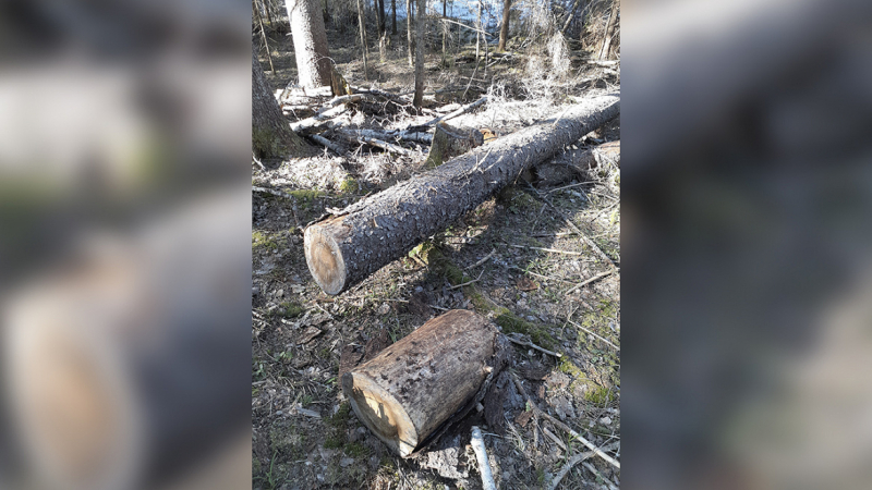 В Тверской области злоумышленники на 57 миллионов рублей нарубили лес новости твери