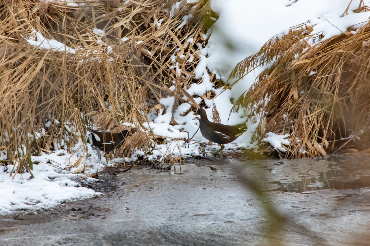В Твери зимует пара краснокнижных камышниц