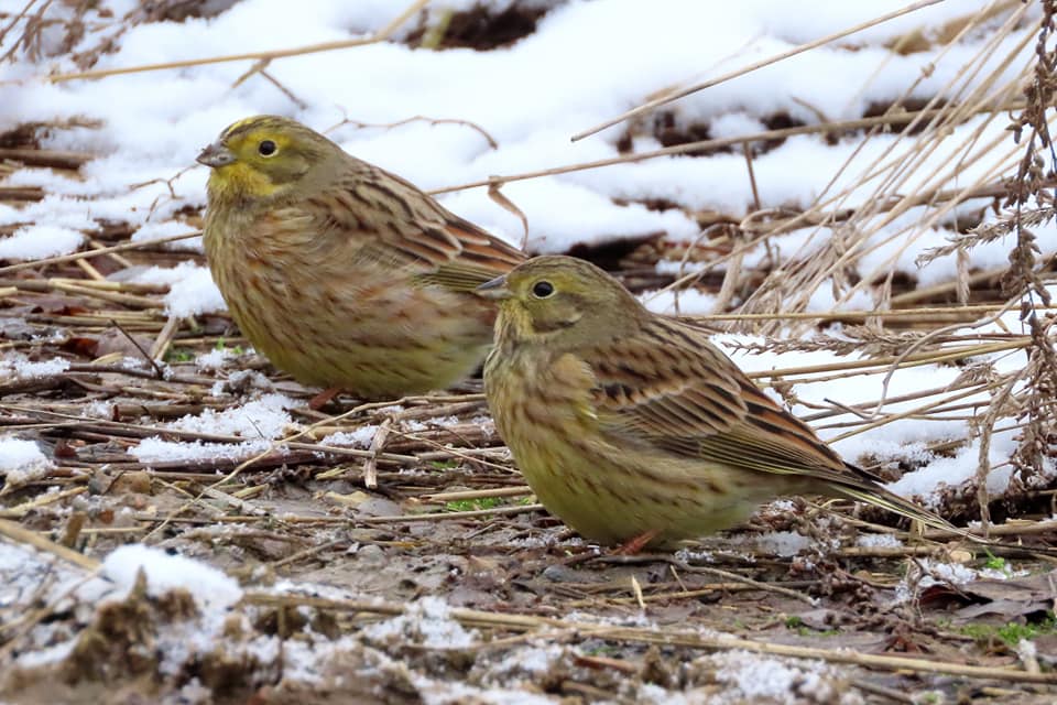 В Твери остались зимовать обыкновенные овсянки