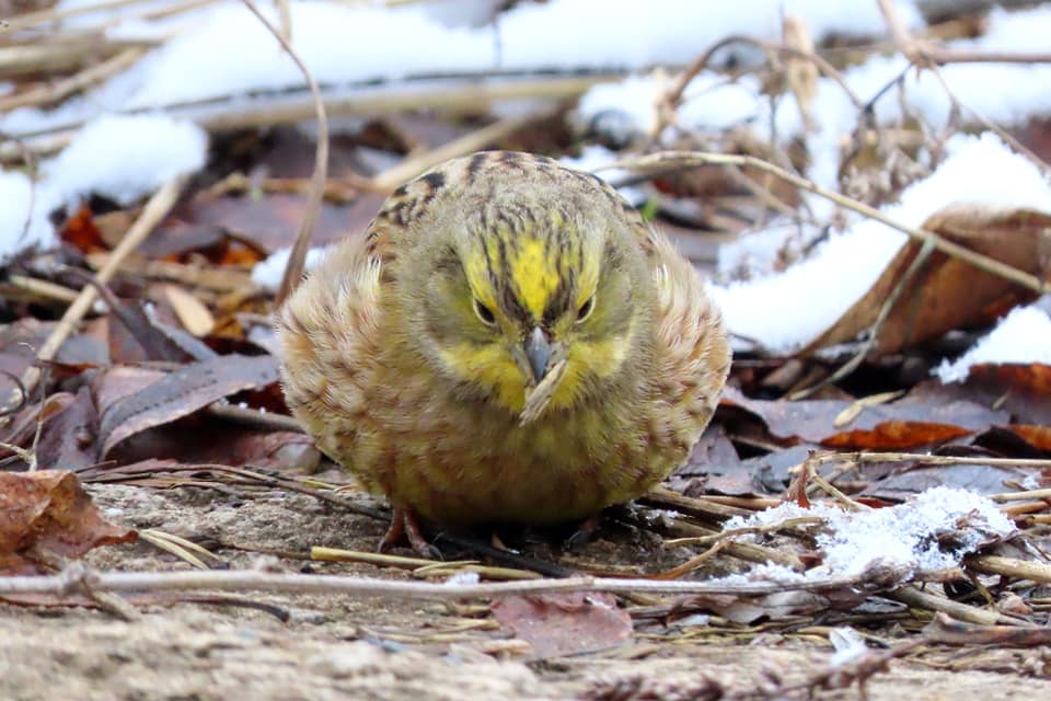 В Твери остались зимовать обыкновенные овсянки