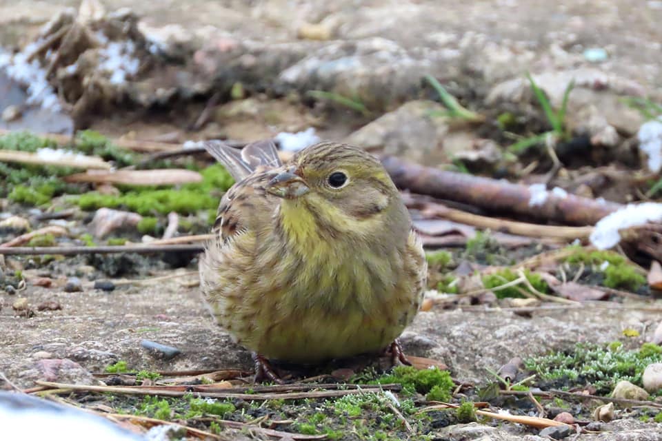 В Твери остались зимовать обыкновенные овсянки