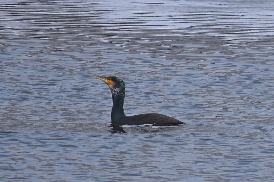 В Тверь прилетел зимовать большой баклан