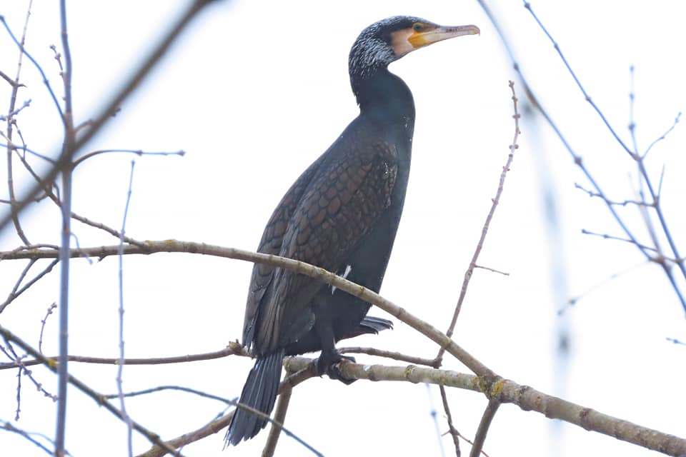В Тверь прилетел зимовать большой баклан