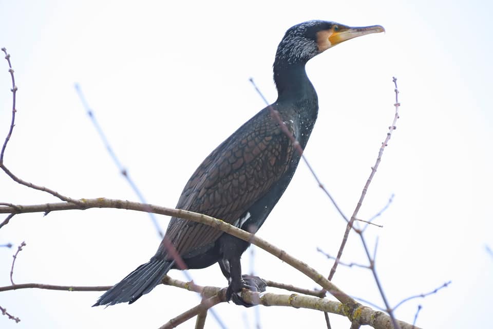 В Тверь прилетел зимовать большой баклан