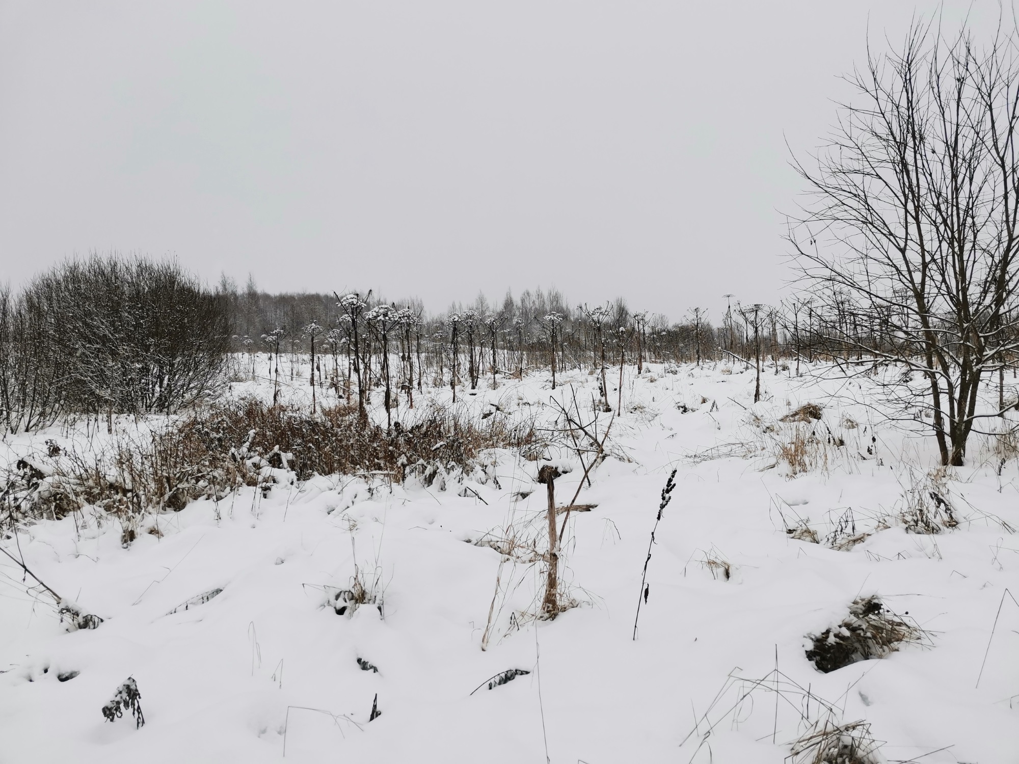 Землевладелец оштрафован за зарастание 28 гектаров сельскохозяйственных угодий