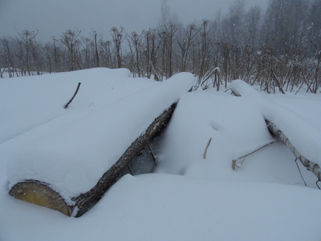 В Андреапольском районе обнаружили земли, загрязненные отходами деревообработки В Андреапольском районе обнаружили земли, загрязненные отходами деревообработки