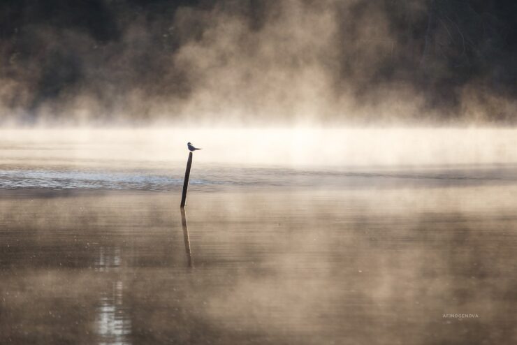Тверской фотограф запечатлела туманные красоты родного края