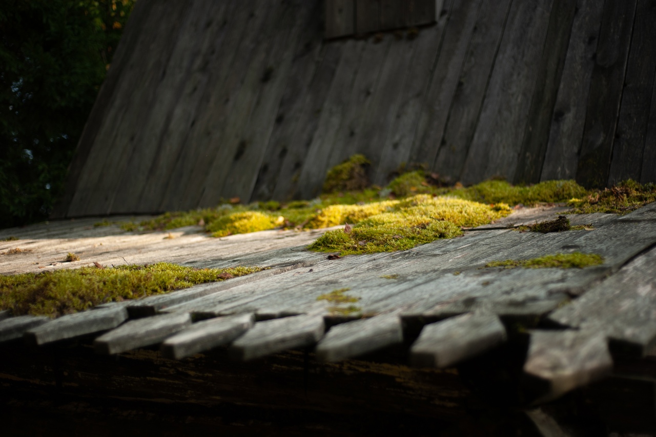 Красота в деталях: тверской фотограф запечатлел золотую осень