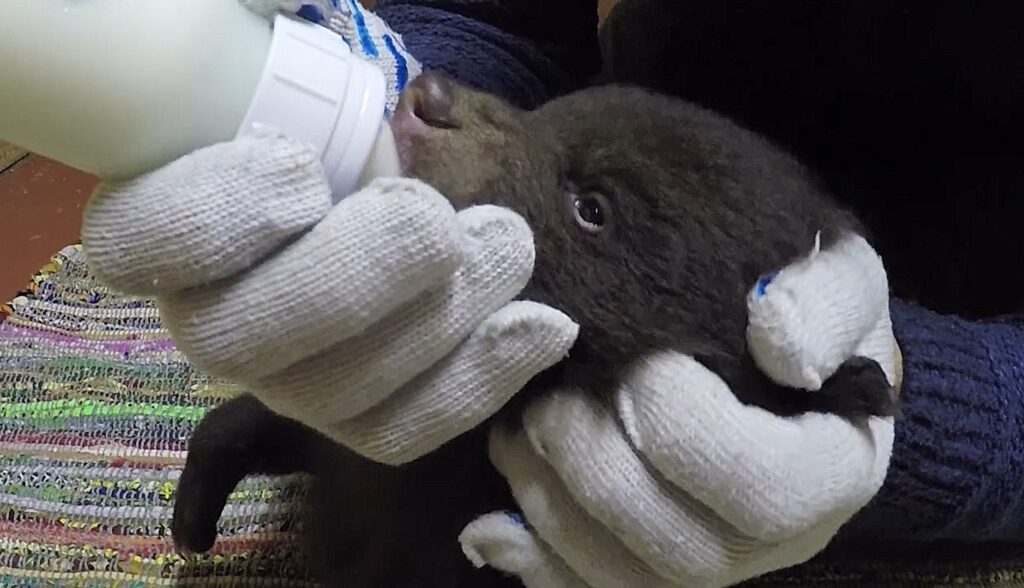 В сети появилась новая часть фильма о мохнатых сиротах в Тверской области В сети появилась новая часть фильма о мохнатых сиротах в Тверской области