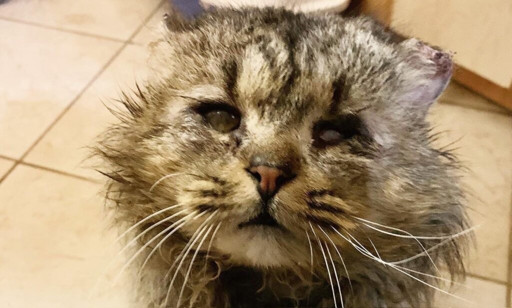 Слепой обмороженный кот замерзал в одном из тверских сугробов