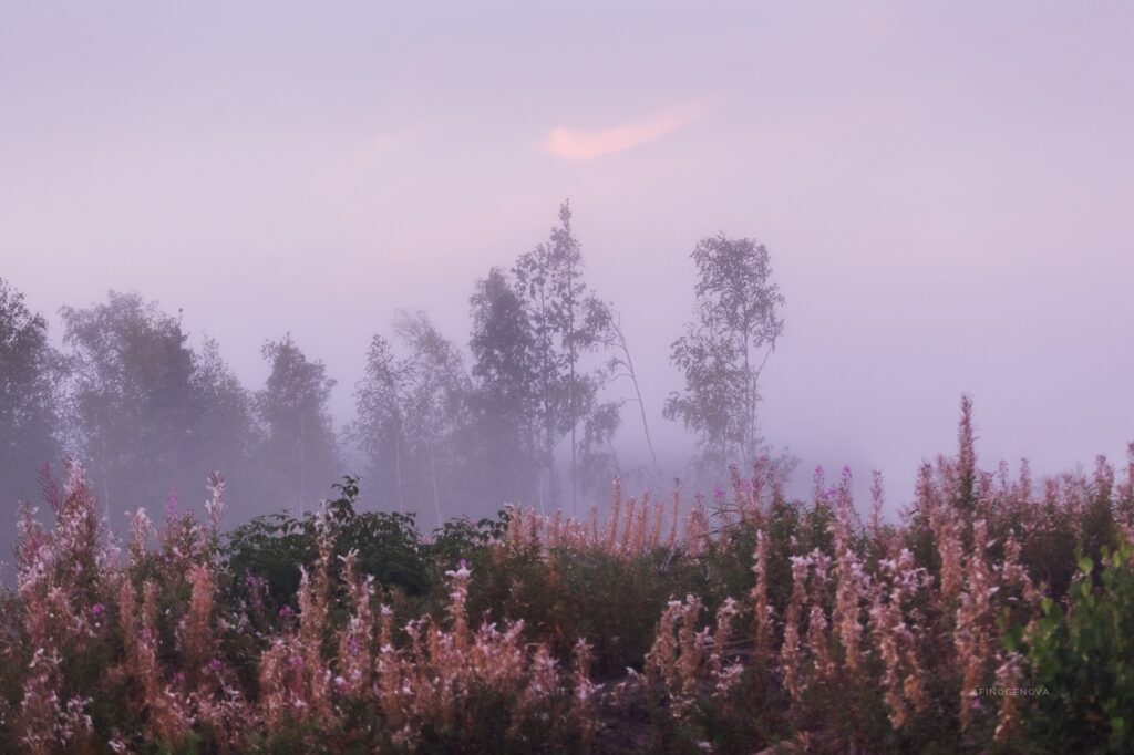Тверской фотограф запечатлела туманные красоты родного края тверь портал