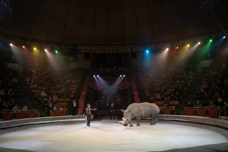 Семьи медиков Тверской области сходили на представление в цирк