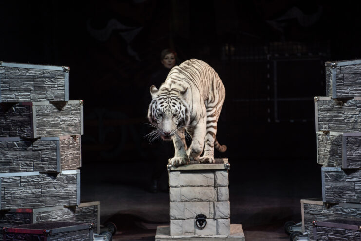 Семьи медиков Тверской области сходили на представление в цирк