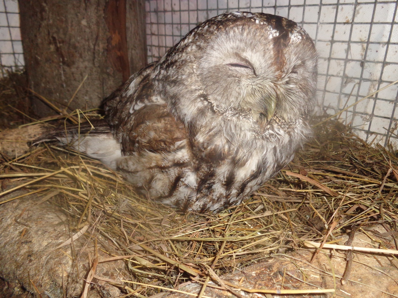 В Тверской области спасли исхудавшую от морозов сову