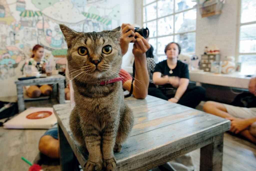 "Переиначить мысли и слова":в котокафе "Мурмяу" пройдет концерт