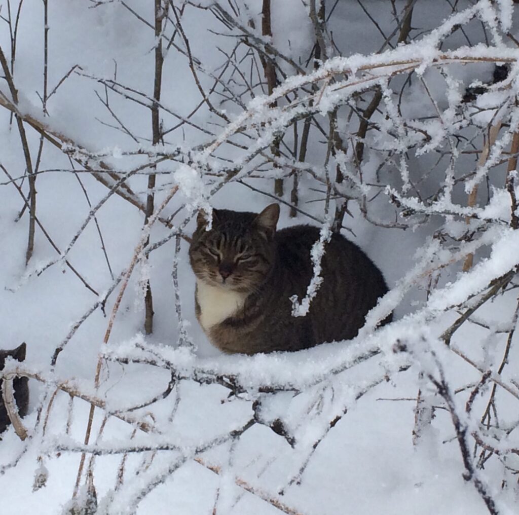 Тверские пушистики просят о помощи Тверские пушистики просят о помощи