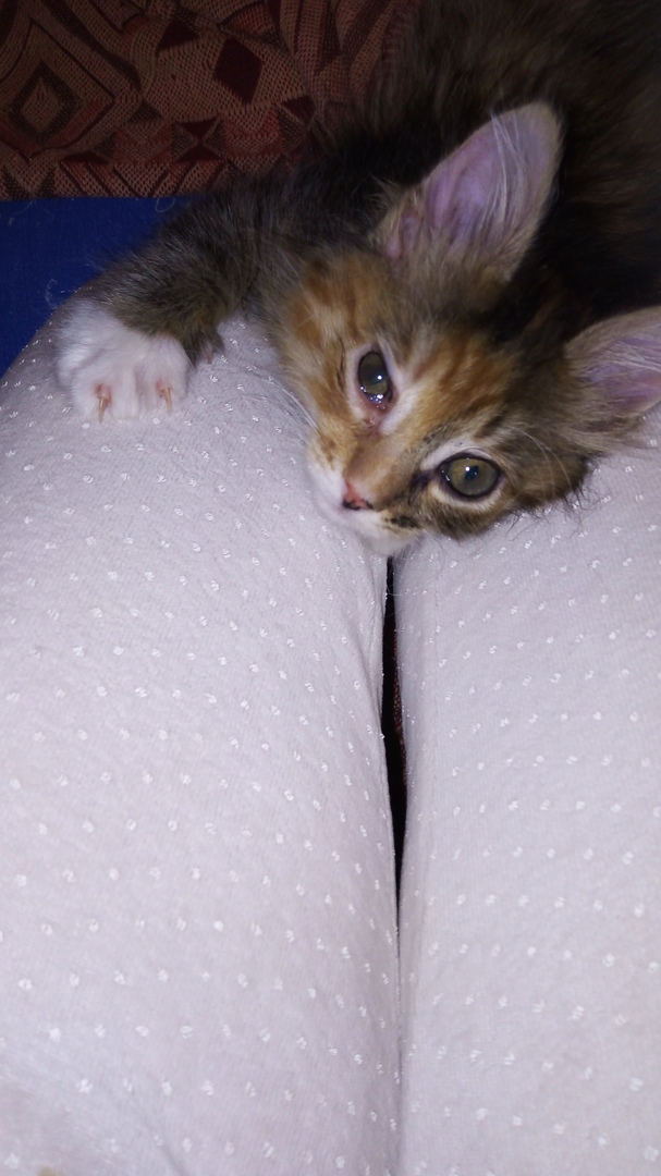 Тверские пушистики просят о помощи