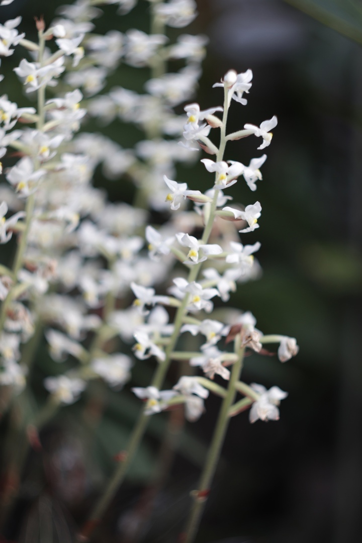 Фото прекрасных орхидей из тверского Ботанического сада появились в сети