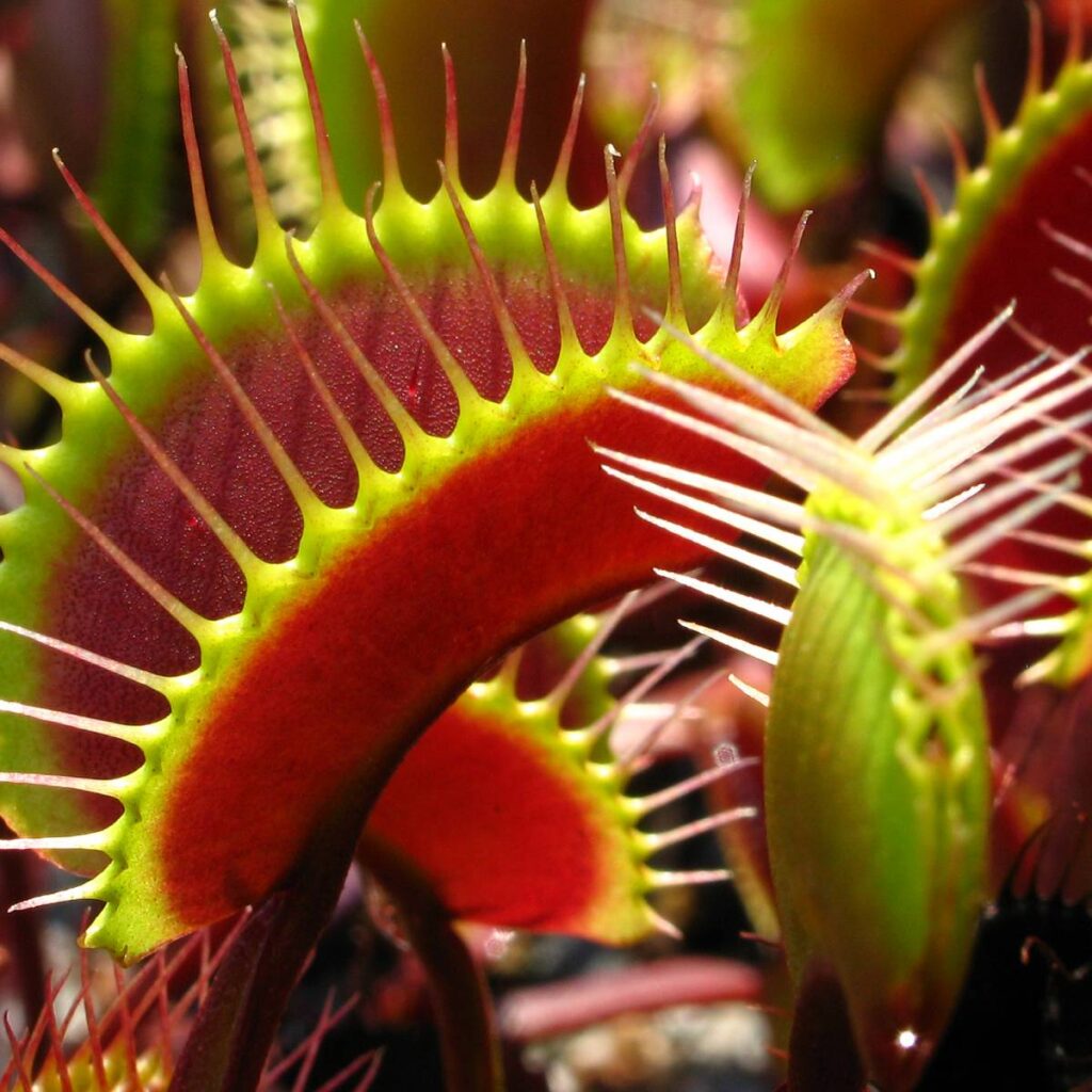 В Тверской ботанический сад привезут "зеленых монстриков" В Тверской ботанический сад привезут "зеленых монстриков"