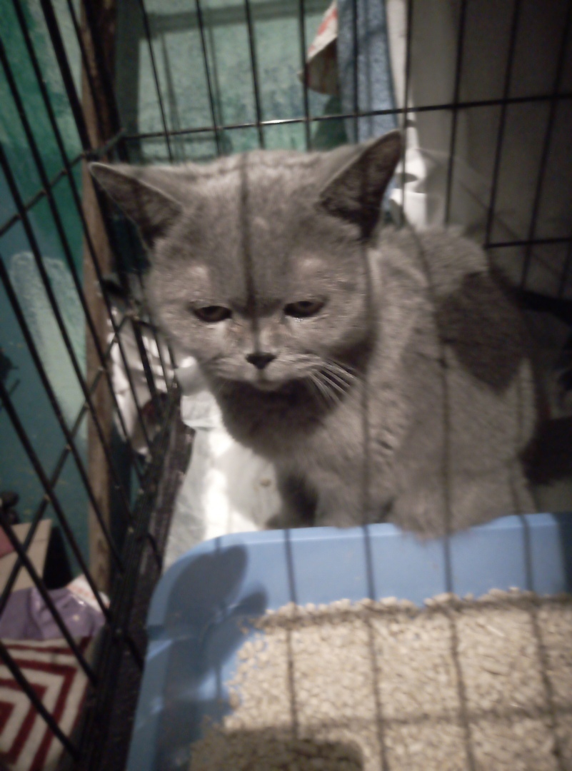 Тверские пушистики просят о помощи