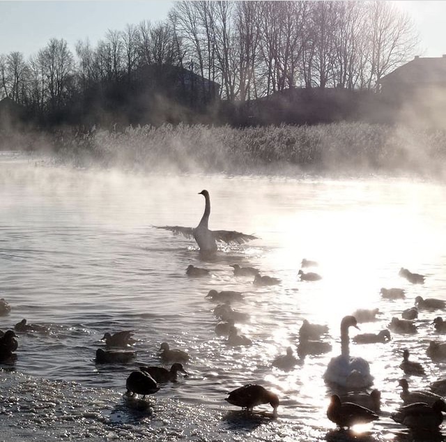 В Тверской области опубликовали новое видео знаменитых торопецких лебедей