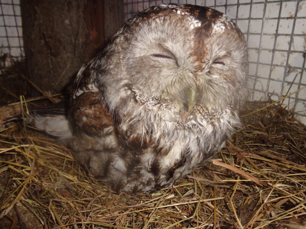 В Тверской области спасли исхудавшую от морозов сову