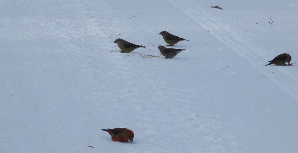 В Андреаполе невидимые птицы попали в объектив