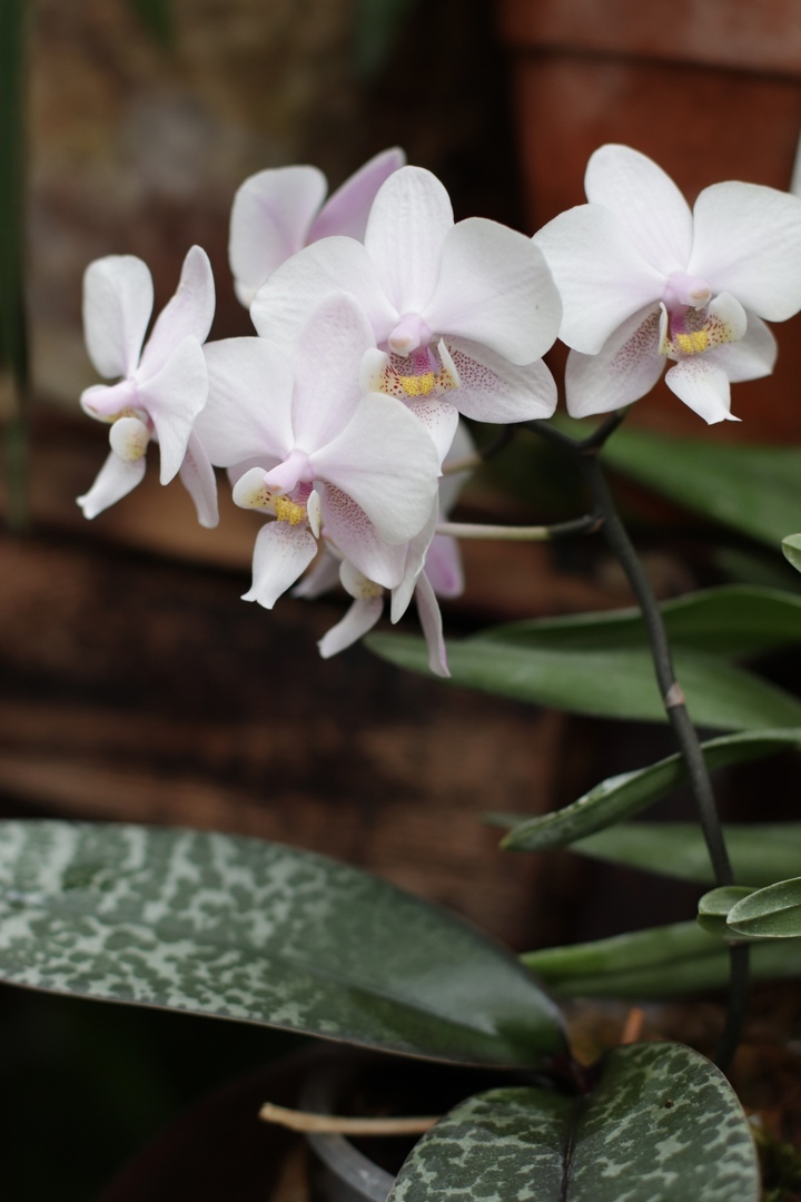 Фото прекрасных орхидей из тверского Ботанического сада появились в сети