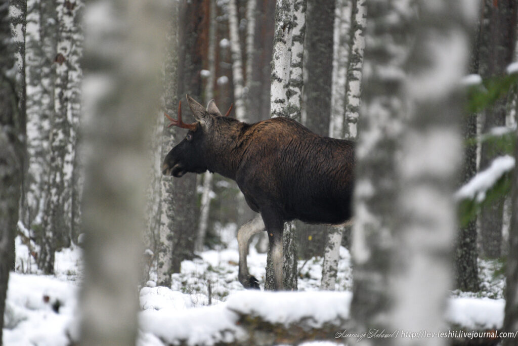 Лось из Тверской области незаконно лишился жизни Лось из Тверской области незаконно лишился жизни