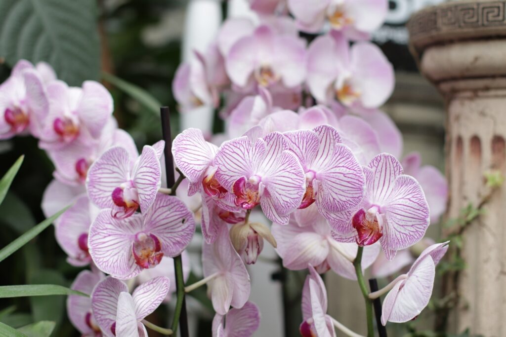 Фото прекрасных орхидей из тверского Ботанического сада появились в сети Фото прекрасных орхидей из тверского Ботанического сада появились в сети