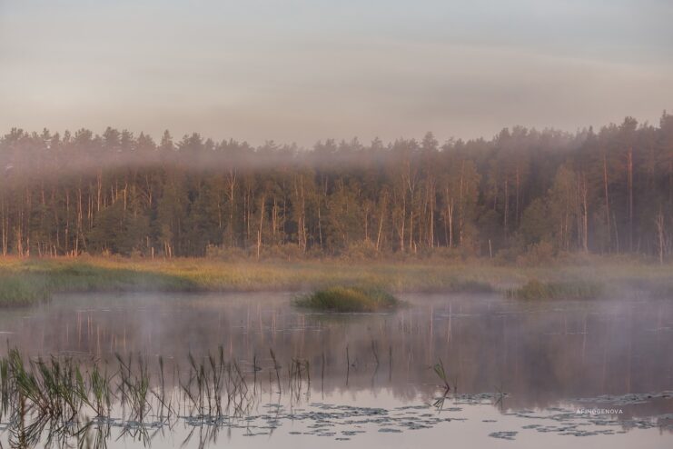 Тверской фотограф запечатлела туманные красоты родного края
