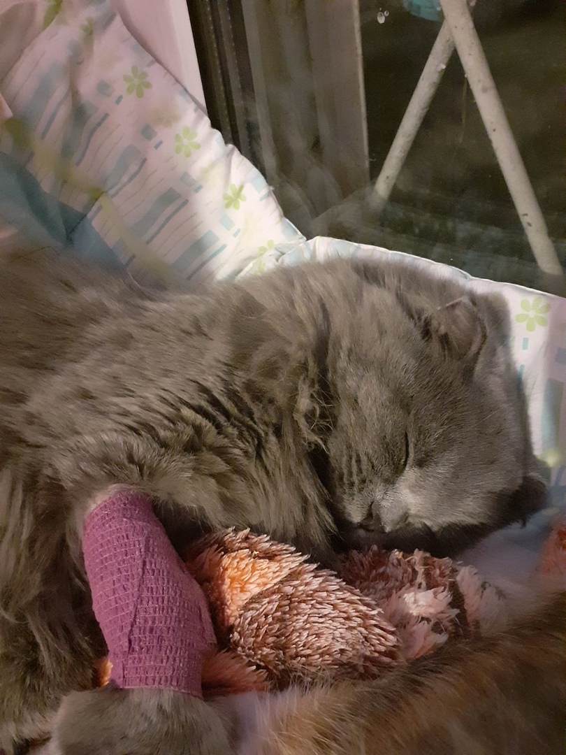 Тверские пушистики просят о помощи