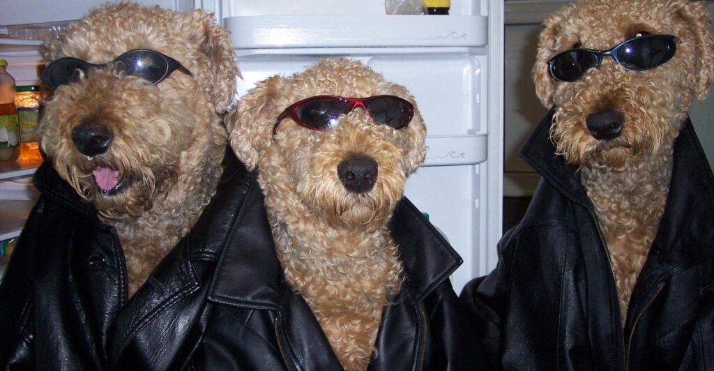 Заговор армии «Гав»: под Тверью появилась собачья ОПГ, терроризирующая целую деревню