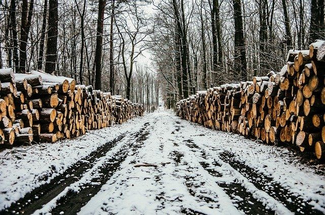 Коррупционное дело о продаже леса раскрыли в Тверской области Коррупционное дело о продаже леса раскрыли в Тверской области