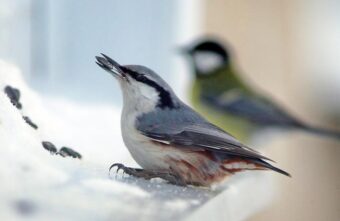 Юных жителей Ржева призывают покормить птиц зимой Юных жителей Ржева призывают покормить птиц зимой