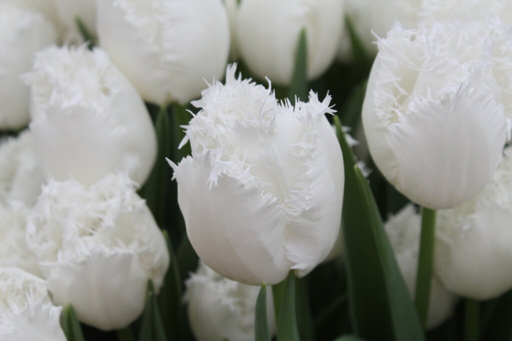 Перед 8 марта на улицах Твери будут продавать живые цветы