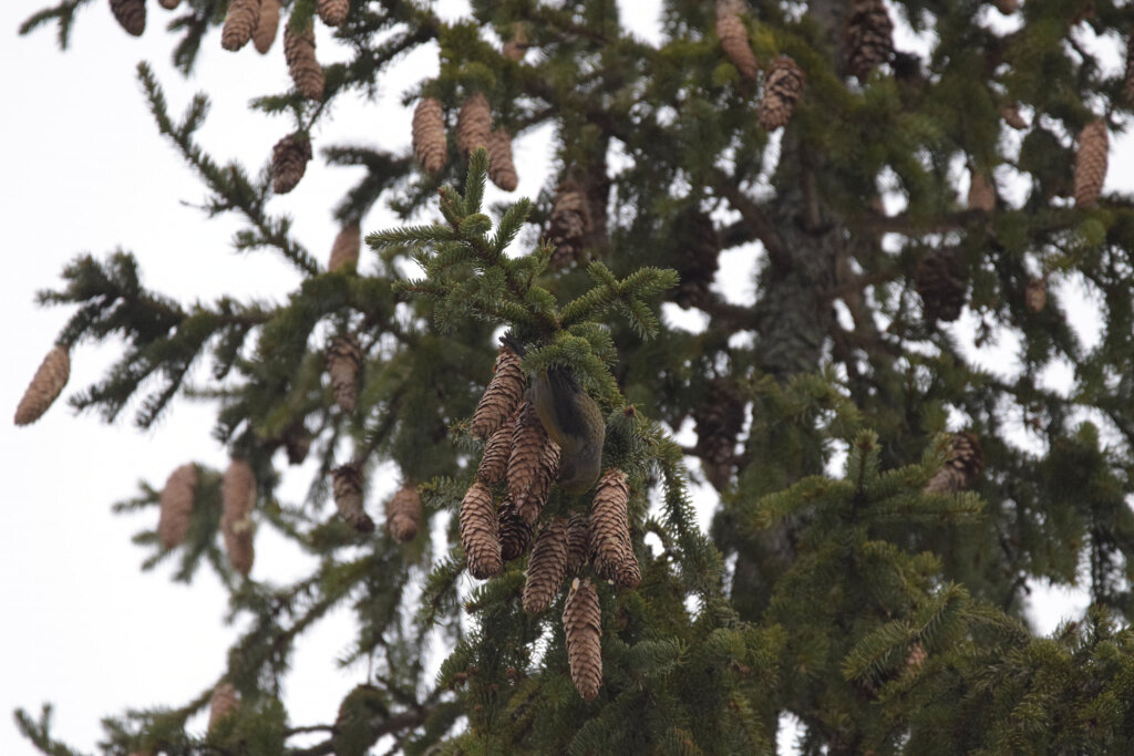 В Твери запечатлели клёстов-еловиков, крякв и огаря