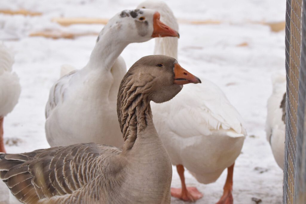 В Твери запечатлели клёстов-еловиков, крякв и огаря