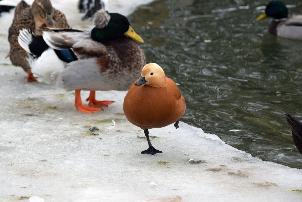 В Твери запечатлели клёстов-еловиков, крякв и огаря