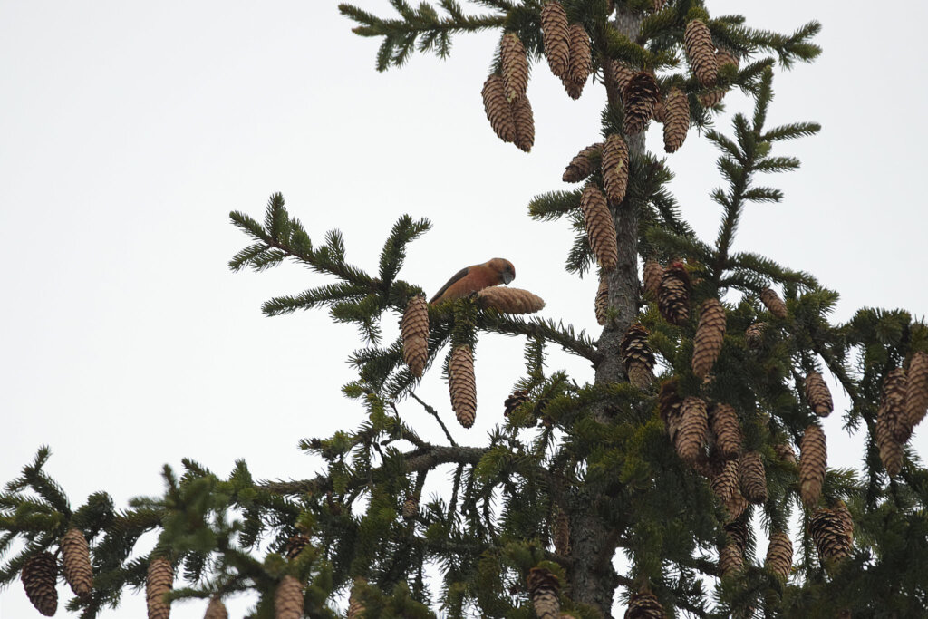 В Твери запечатлели клёстов-еловиков, крякв и огаря